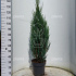 125 tot 150 cm hoog, pot 12 liter