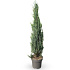 125 tot 150 cm hoog, pot 12 liter