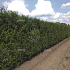 Quick Hedge Haagelement 100cm lang x 200cm hoog