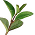 Quick Hedge Haagelement 100cm lang x 200cm hoog