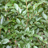 Quick Hedge Haagelement 100cm lang x 200cm hoog
