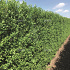 Quick Hedge Haagelement 100cm lang x 200cm hoog