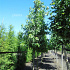 hoogstamboom, stamomtrek 14-16 cm, draadkluit