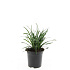 pot 1.5 liter, leverbaar