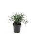 pot 1.5 liter, leverbaar