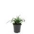pot 1.5 liter, leverbaar