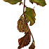 Quick Hedge Haagelement 100cm lang x 200cm hoog