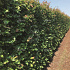 Quick Hedge Haagelement 100cm lang x 200cm hoog