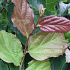 Quick Hedge Haagelement 100cm lang x 200cm hoog