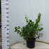 Pot 10 liter