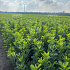 80 tot 100 cm hoog, met kluit