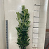 125 tot 150 cm hoog, met kluit