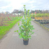 125 tot 150 cm hoog, pot 15 liter