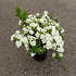 25 tot 30 cm hoog, pot 2.5 liter