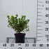 25 tot 30 cm hoog, pot 2.5 liter