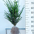 50 tot 60 cm hoog, met kluit