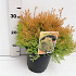 25 tot 30 cm hoog, pot 3 liter
