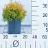 25 tot 30 cm hoog, pot 3 liter