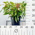 40 tot 50 cm hoog, pot 5 liter