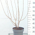 100 tot 125 cm hoog, pot 12 liter