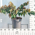 60 tot 80 cm hoog, pot 12 liter