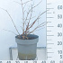60 tot 80 cm hoog, pot 12 liter