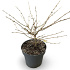 60 tot 80 cm hoog, pot 12 liter
