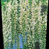 175 tot 200 cm hoog, gestokt, pot 3 liter