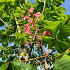 Aesculus hippocastanum 'Baumannii'