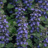 Ajuga reptans