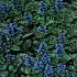 Ajuga reptans