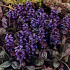 Ajuga reptans 'Atropurpurea'