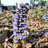 Ajuga reptans 'Atropurpurea'
