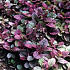 Ajuga reptans 'Burgundy Glow'