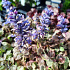 Ajuga reptans 'Burgundy Glow'