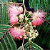 Albizia julibrissin