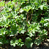 Alchemilla erythropoda