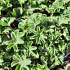 Alchemilla erythropoda
