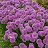 Allium 'Millennium'