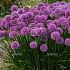Allium 'Millennium'