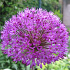Allium aflatunense 'Purple Sensation'