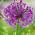 Allium aflatunense 'Purple Sensation'