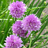 Allium schoenoprasum
