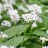 Allium ursinum
