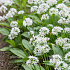 Allium ursinum