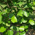 Alnus glutinosa