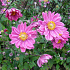 Anemone hybrida 'Pamina'