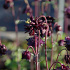 Aquilegia vulgaris 'Black Barlow'