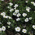 Arenaria montana