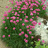 Armeria maritima 'Splendens'